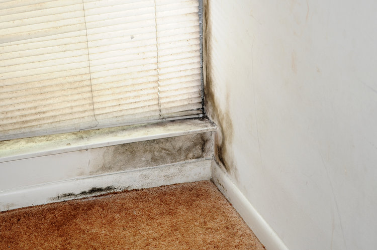 Mold In Living Room 
